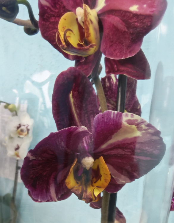 Орхидея Phalaenopsis   