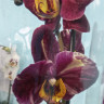 Орхидея Phalaenopsis   