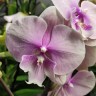 Орхидея Phalaenopsis Big Lip (отцвел)          