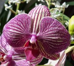 Орхидея Phalaenopsis Arcadia 