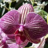 Орхидея Phalaenopsis Arcadia (отцвел)