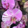 Орхидея Phalaenopsis mutation