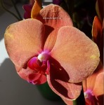 Орхидея Phalaenopsis Surf Song (отцвел, УЦЕНКА) 