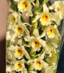 Орхидея Dendrobium nobile (отцвёл)