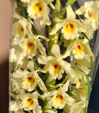 Орхидея Dendrobium nobile (отцвёл)