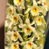 Орхидея Dendrobium nobile (отцвёл)