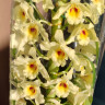 Орхидея Dendrobium nobile (отцвёл)