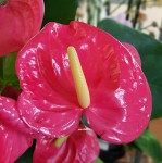 Anthurium California (деленка без цветов)