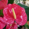 Anthurium California (деленка без цветов)