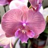Орхидея Phalaenopsis Big Lip (отцвёл, РЕАНИМАШКА)
