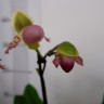 Орхидея Paphiopedilum Pinocchio (отцвел)