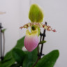 Орхидея Paphiopedilum Pinocchio (отцвел)