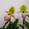 Орхидея Paphiopedilum Pinocchio (отцвел)