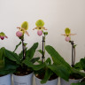 Орхидея Paphiopedilum Pinocchio (отцвел)