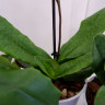 Орхидея Paphiopedilum Pinocchio (отцвел)