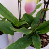Орхидея Paphiopedilum Pinocchio (отцвел)