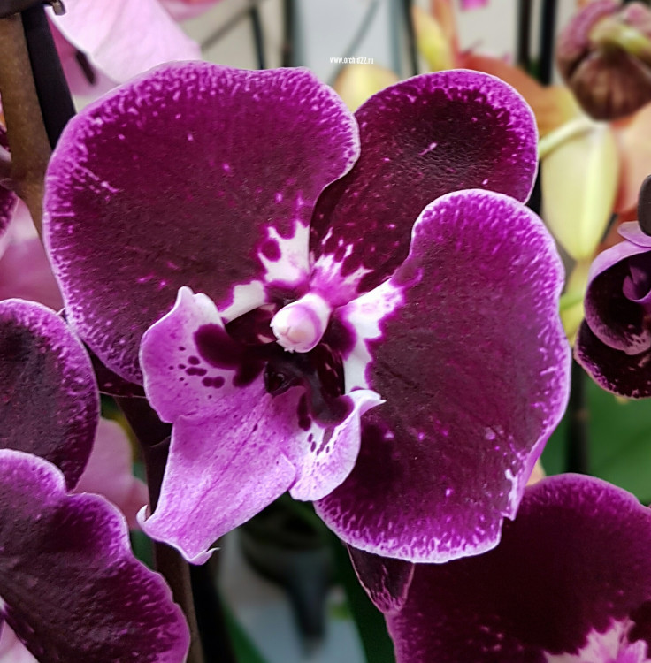 Орхидея Phalaenopsis Wine Velvet, Big Lip  