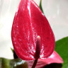 Anthurium Banderola Lava (деленка без цветов)