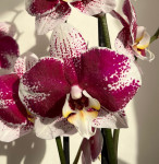 Орхидея Phalaenopsis Barcelona (отцвел)