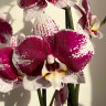 Орхидея Phalaenopsis Barcelona (отцвел)
