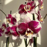Орхидея Phalaenopsis Barcelona (отцвел)