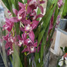 Орхидея Cymbidium 