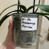 Орхидея Phalaenopsis Horizon (отцвел, РЕАНИМАШКА)