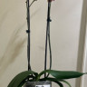 Орхидея Phalaenopsis Horizon (отцвел, РЕАНИМАШКА)
