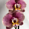 Орхидея Phalaenopsis Long Pride Berger