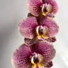 Орхидея Phalaenopsis Long Pride Berger