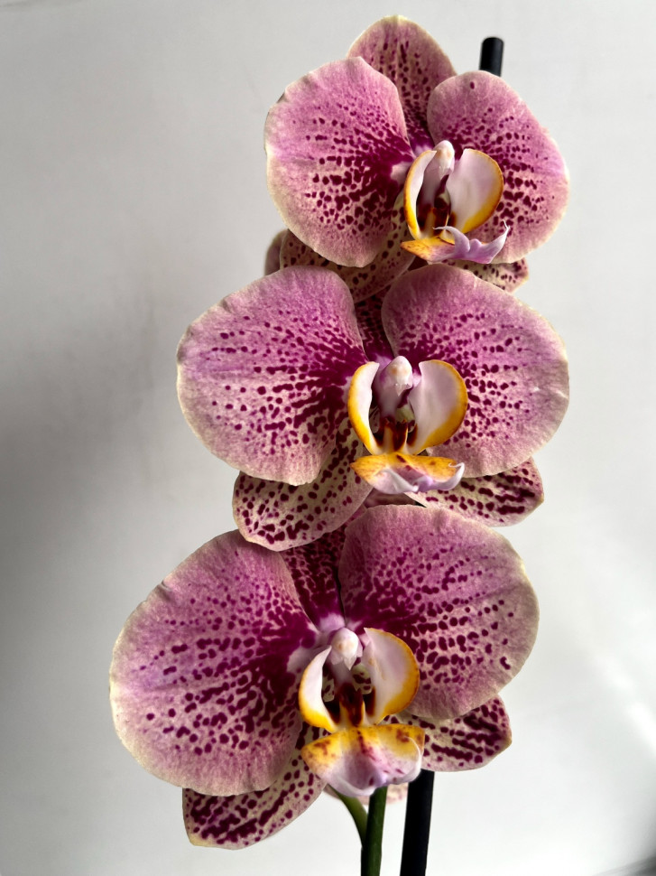 Жас подружканы қатты жұлдыруда қатыгездікпен трахает