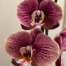 Орхидея Phalaenopsis Long Pride Berger