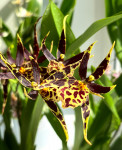 Орхидея Brassia hybrid  