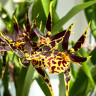 Орхидея Brassia hybrid  