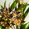 Орхидея Brassia hybrid  