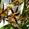 Орхидея Brassia hybrid  