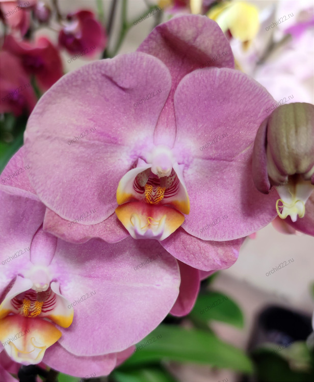 Орхидея Phalaenopsis Honey Peach (отцвел, РЕАНИМАШКА*) 