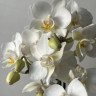 Орхидея Phalaenopsis Wild White, multiflora (отцвел)