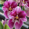 Орхидея Miltonia hybryd