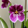 Орхидея Miltonia hybryd