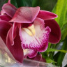 Орхидея Cymbidium 