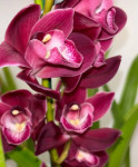 Орхидея Cymbidium 