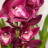 Орхидея Cymbidium 