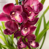 Орхидея Cymbidium 