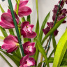 Орхидея Cymbidium 