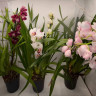 Орхидея Cymbidium 