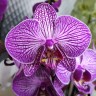 Орхидея Phalaenopsis Funktion 