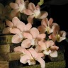 Орхидея Rhynchostylis gigantea Peach (еще не цвел)  