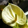 Anthurium Vanilla (деленка без цветов)