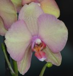 Орхидея Phalaenopsis Sara Blush 